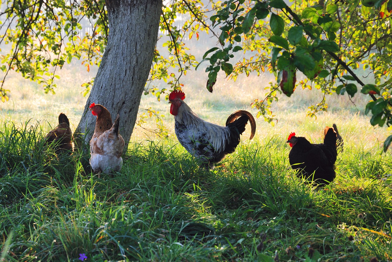 chickens_tree Chickens under a tree - Star Milling Co.